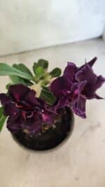 ENXERTO 12531 – 20cm (cor LM 916) - Imagem 4