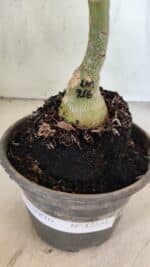 ENXERTO 12531 – 20cm (cor LM 916) - Imagem 6