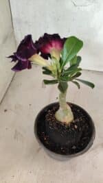 ENXERTO 12531 – 20cm (cor LM 916) - Imagem 5