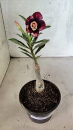 ENXERTO 12532 – 20cm (cor LM 827) - Imagem 2