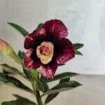 ENXERTO 12532 – 20cm (cor LM 827)