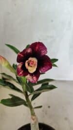 ENXERTO 12532 – 20cm (cor LM 827)