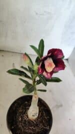 ENXERTO 12532 – 20cm (cor LM 827) - Imagem 4