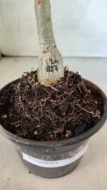 ENXERTO 12532 – 20cm (cor LM 827) - Imagem 6