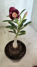 ENXERTO 12532 – 20cm (cor LM 827) - Imagem 5