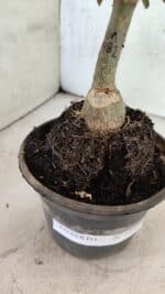 ENXERTO 12533 – 20cm (cor LM 481) - Imagem 6