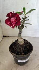 ENXERTO 12533 – 20cm (cor LM 481) - Imagem 5