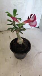 ENXERTO 12533 – 20cm (cor LM 481) - Imagem 4