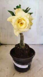 ENXERTO 12534 – 20cm (cor LM 1004) - Imagem 2