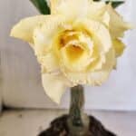 ENXERTO 12534 – 20cm (cor LM 1004)