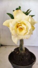 ENXERTO 12534 – 20cm (cor LM 1004)