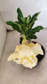 ENXERTO 12534 – 20cm (cor LM 1004) - Imagem 4