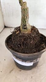 ENXERTO 12534 – 20cm (cor LM 1004) - Imagem 7