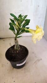 ENXERTO 12534 – 20cm (cor LM 1004) - Imagem 6