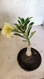 ENXERTO 12534 – 20cm (cor LM 1004) - Imagem 5