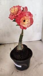 ENXERTO 12536 – 20cm (cor LM 582) - Imagem 2