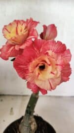 ENXERTO 12536 – 20cm (cor LM 582)