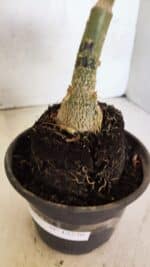 ENXERTO 12536 – 20cm (cor LM 582) - Imagem 7