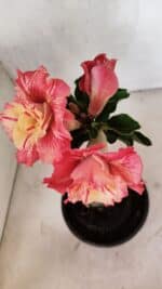 ENXERTO 12536 – 20cm (cor LM 582) - Imagem 4