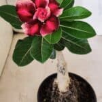 ENXERTO 12537 – 20cm (cor LM 491)