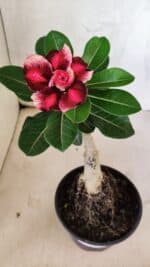 ENXERTO 12537 – 20cm (cor LM 491)