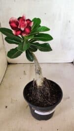 ENXERTO 12537 – 20cm (cor LM 491) - Imagem 3