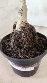 ENXERTO 12537 – 20cm (cor LM 491) - Imagem 5