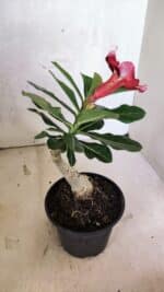 ENXERTO 12537 – 20cm (cor LM 491) - Imagem 4