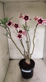 ENXERTO 12538 – 40cm (cor LM 664) - Imagem 2