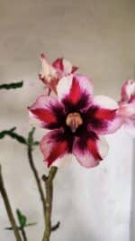 ENXERTO 12538 – 40cm (cor LM 664) - Imagem 3