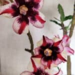 ENXERTO 12538 – 40cm (cor LM 664)