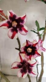 ENXERTO 12538 – 40cm (cor LM 664)