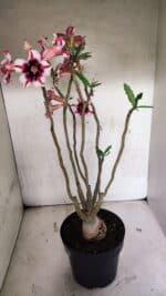 ENXERTO 12538 – 40cm (cor LM 664) - Imagem 9