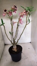 ENXERTO 12538 – 40cm (cor LM 664) - Imagem 8