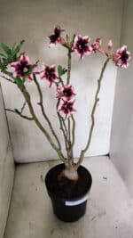 ENXERTO 12538 – 40cm (cor LM 664) - Imagem 7