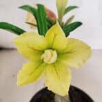 ENXERTO 12539 – 20cm (cor LM 436)