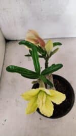 ENXERTO 12539 – 20cm (cor LM 436) - Imagem 4