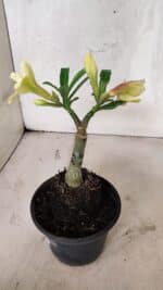 ENXERTO 12539 – 20cm (cor LM 436) - Imagem 6