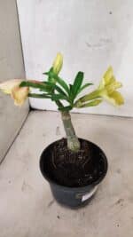 ENXERTO 12539 – 20cm (cor LM 436) - Imagem 5