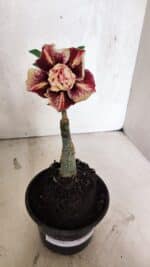 ENXERTO 12540 – 20cm (cor LM 1012) - Imagem 2