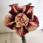 ENXERTO 12540 – 20cm (cor LM 1012)