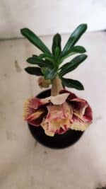 ENXERTO 12540 – 20cm (cor LM 1012) - Imagem 4