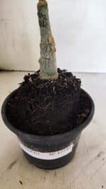 ENXERTO 12540 – 20cm (cor LM 1012) - Imagem 8