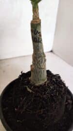 ENXERTO 12540 – 20cm (cor LM 1012) - Imagem 7