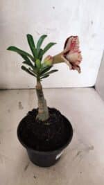 ENXERTO 12540 – 20cm (cor LM 1012) - Imagem 6