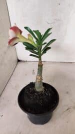 ENXERTO 12540 – 20cm (cor LM 1012) - Imagem 5