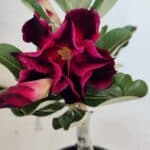 ENXERTO 12541 – 20cm (cor LM 988)