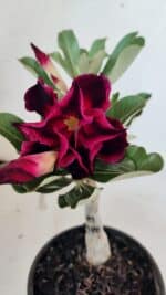 ENXERTO 12541 – 20cm (cor LM 988)