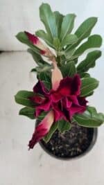 ENXERTO 12541 – 20cm (cor LM 988) - Imagem 4