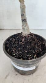 ENXERTO 12541 – 20cm (cor LM 988) - Imagem 7